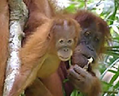 orang fem inft.jpg